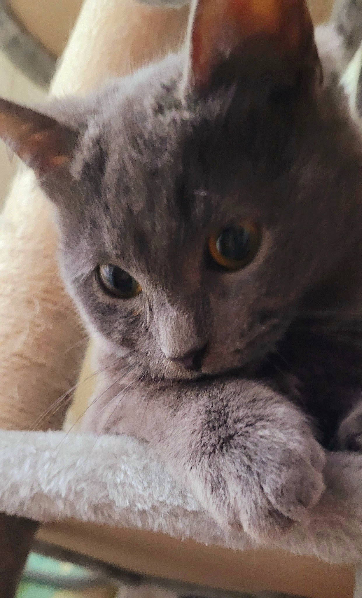 Uchka participe au concours pour gagner de l'argent avec cette photo : carnivore, cat, close_up, domestic_short_haired_cat, ear, felidae, fur, grey, russian_blue, small_to_medium_sized_cats, snout, terrestrial_animal, whiskers