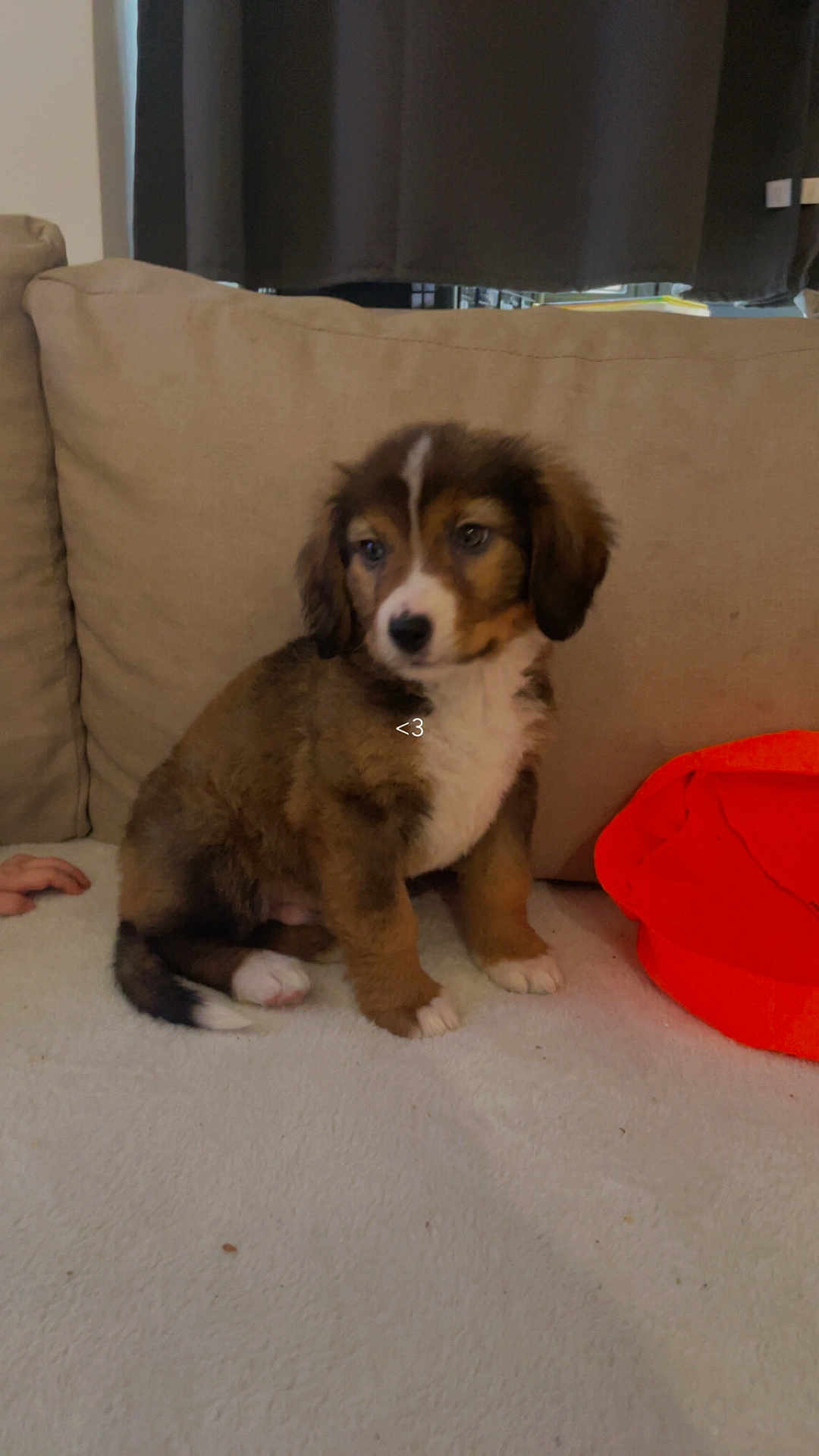 Milo participe au concours pour gagner de l'argent avec cette photo : puppy, dog, couch, indoor, pet, cute, brown_fur, white_paws, fluffy, young_dog, sitting, curious, domestic_animal, furniture, cushion, orange_object, hand, pet_indoor, companion, animal
