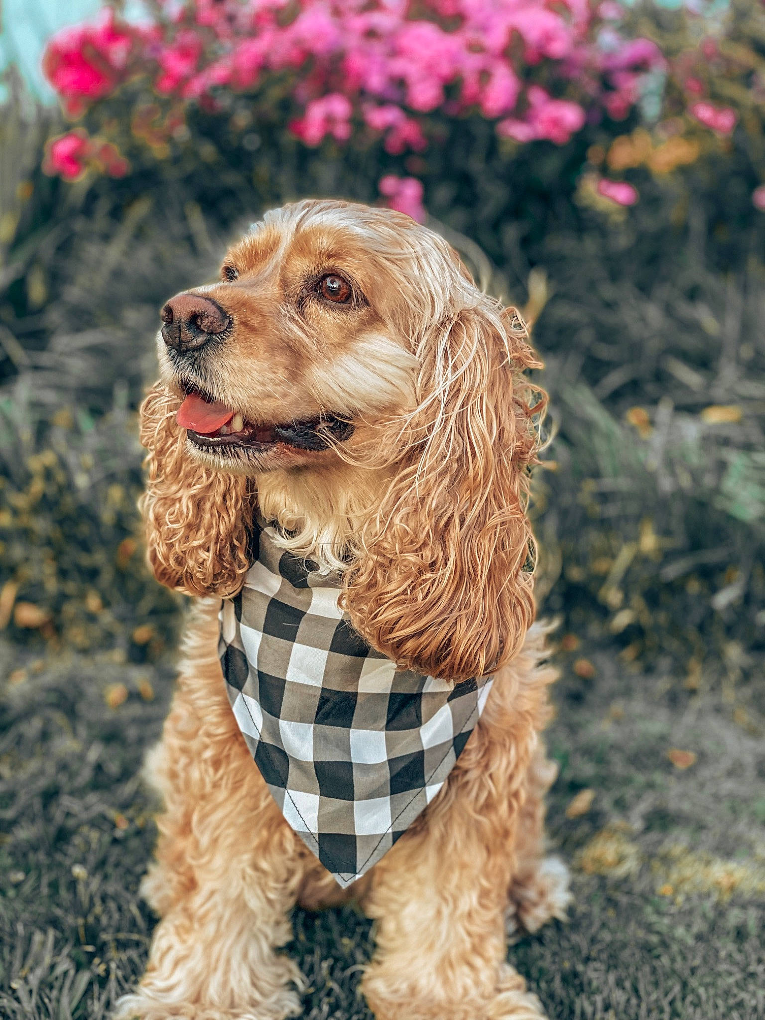 Lucy is registered to the contest to win money with this photo: canidae, carnivore, cocker_spaniel, companion_dog, dog, dog_breed, dog_collar, dog_supply, fawn, flower, fur, grass, leash, liver, pet_supply, plant, snout, spaniel, water_dog, working_animal