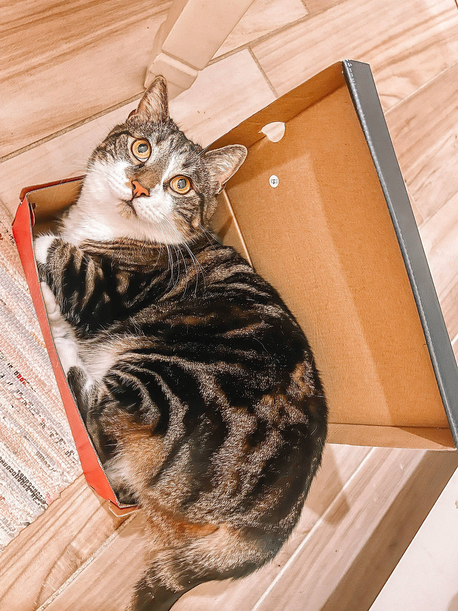 Kaplan is registered to the contest to win money with this photo: box, cardboard, carnivore, carton, cat, domestic_short_haired_cat, felidae, flooring, fur, hardwood, packaging_and_labeling, paw, shipping_box, small_to_medium_sized_cats, tail, terrestrial_animal, whiskers, wood