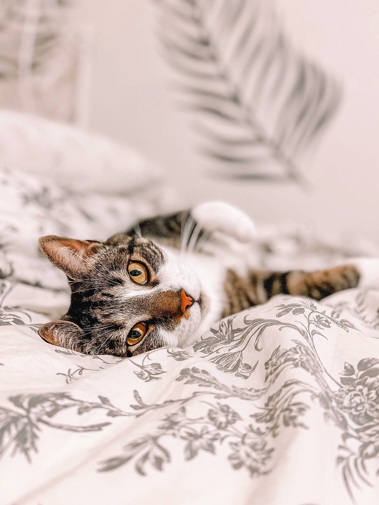 Kaplan joined the competition — help win amazing prizes! carnivore, cat, claw, comfort, domestic_short_haired_cat, felidae, fur, grey, linens, monochrome, monochrome_photography, owl, pattern, paw, small_to_medium_sized_cats, snout, tail, terrestrial_animal, whiskers, wood