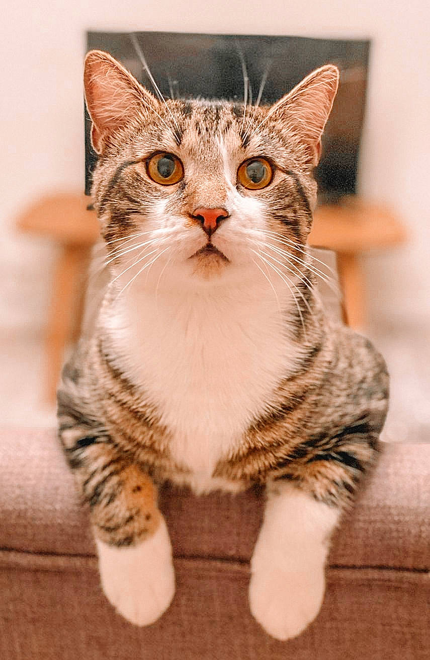 Kaplan joined the competition — help win amazing prizes! carnivore, cat, claw, domestic_short_haired_cat, fawn, felidae, fur, pattern, paw, small_to_medium_sized_cats, snout, tail, terrestrial_animal, whiskers, wildlife, window, wood