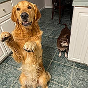 Whisky joined the competition — help win amazing prizes! animal, brown_dog, cabinet, canine, chair, counter, curious, dog, domestic, floor, fur, golden_retriever, home, indoor, kitchen, paw, pet, sitting, small_dog, tile_floor