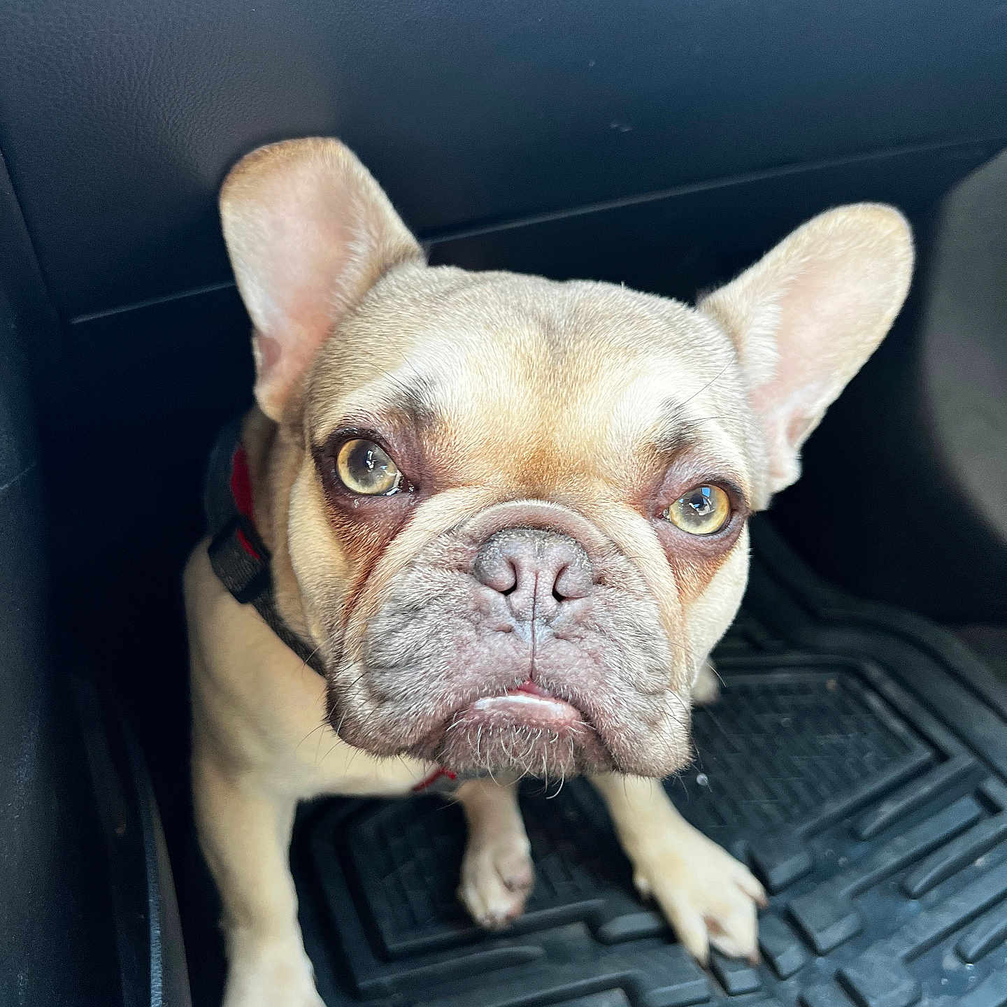 Hazel joined the competition — help win amazing prizes! animal, bulldog, canine, dog, frenchbulldog, pet, pitbull, pug, puppy, snout