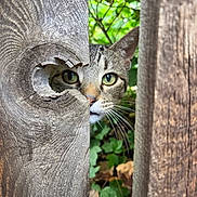 Milo is registered to the contest to win money with this photo: cat, tabby_cat, wooden_fence, hole, curious, green_eyes, whiskers, nature, green_leaves, outdoor, animal, pet, closeup, wood_texture, peeking, daylight, wildlife, feline, face, background