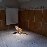 Nougat a rejoint le concours — aidez-le/la à gagner de superbes lots ! angle, bathroom, carnivoran, cat, daylighting, floor, flooring, hardwood, house, interior_design, laminate_flooring, plumbing_fixture, room, sink, small_to_medium_sized_cats, tile, wall, window, wood, wood_flooring