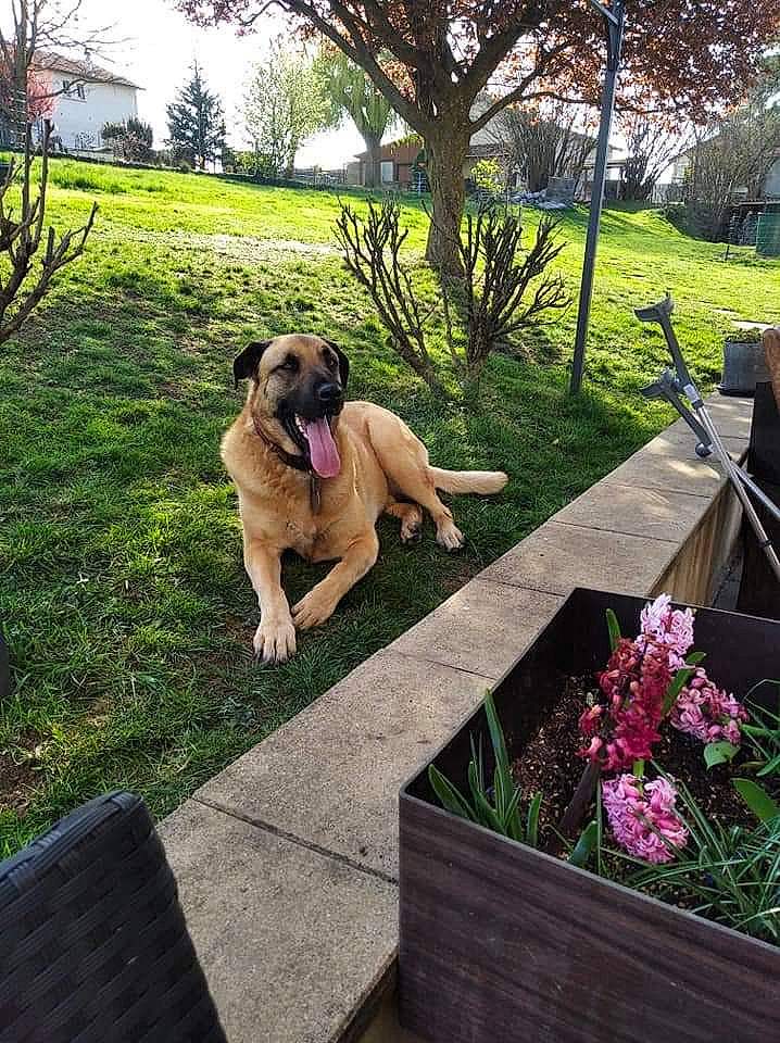 Mao a rejoint le concours — aidez-le/la à gagner de superbes lots ! anatolian_shepherd_dog, boerboel, bullmastiff, canidae, carnivore, companion_dog, dog, dog_breed, english_mastiff, fawn, flower, garden, grass, home, mammal, plant, sporting_group, spring, tree, working_dog