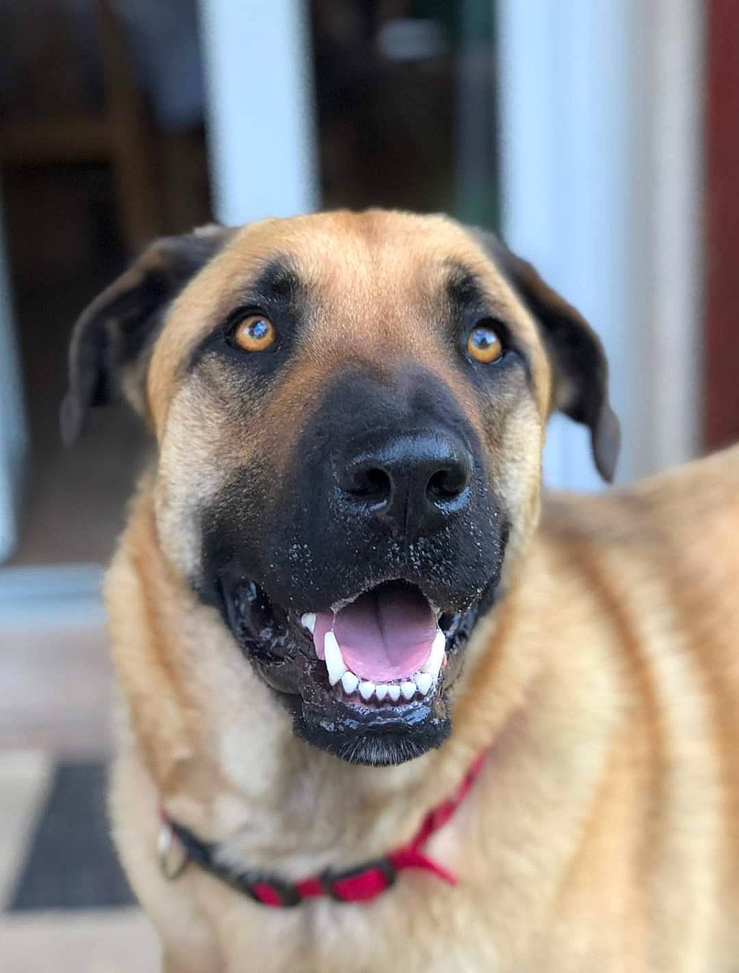 Mao a rejoint le concours — aidez-le/la à gagner de superbes lots ! anatolian_shepherd_dog, black_mouth_cur, canidae, carnivore, dog, dog_breed, fawn, giant_dog_breed, guard_dog, kangal_dog, mammal, snout, sporting_group, vertebrate, whiskers