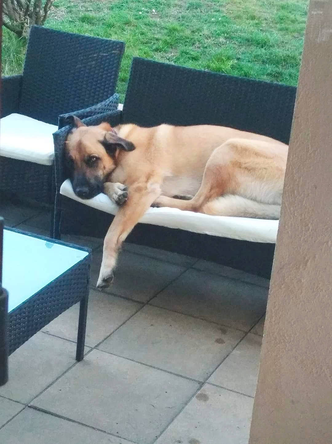 Mao participe au concours pour gagner de l'argent avec cette photo : black_mouth_cur, boerboel, bullmastiff, canidae, carnivore, companion_dog, dog, dog_breed, fawn, mammal, pug, sporting_group