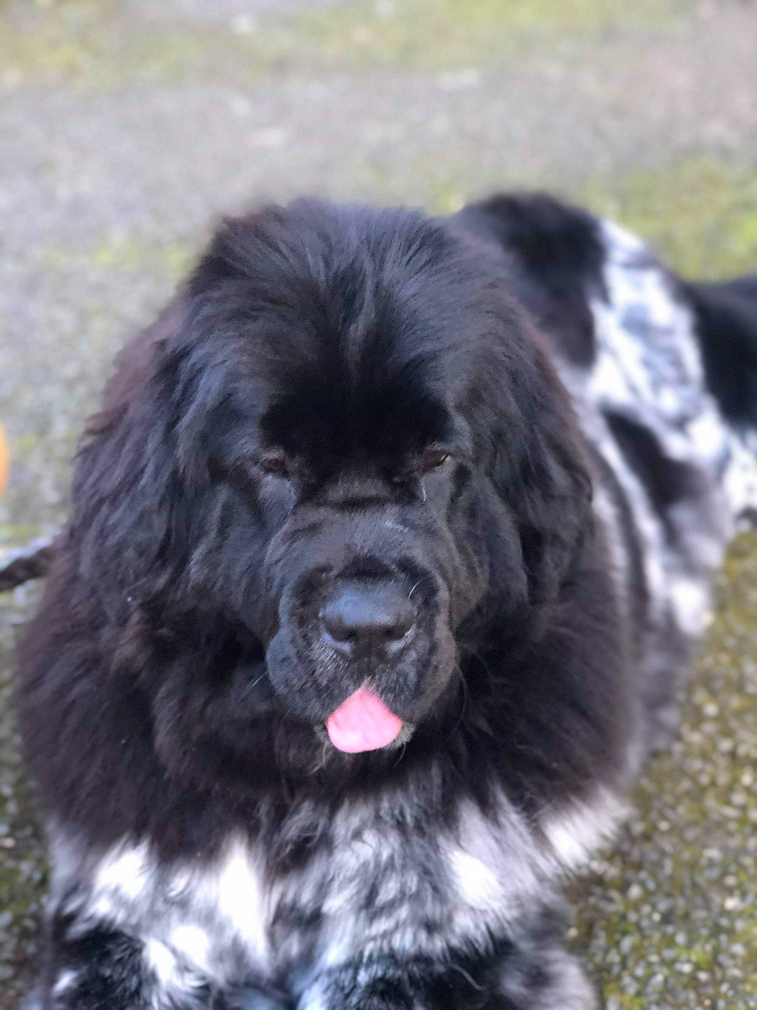 Ouna participe au concours pour gagner de l'argent avec cette photo : ancient_dog_breeds, canidae, carnivore, caucasian_shepherd_dog, companion_dog, dog, dog_breed, fur, giant_dog_breed, mammal, newfoundland, rare_breed_dog, snout, spaniel, sporting_group, vertebrate
