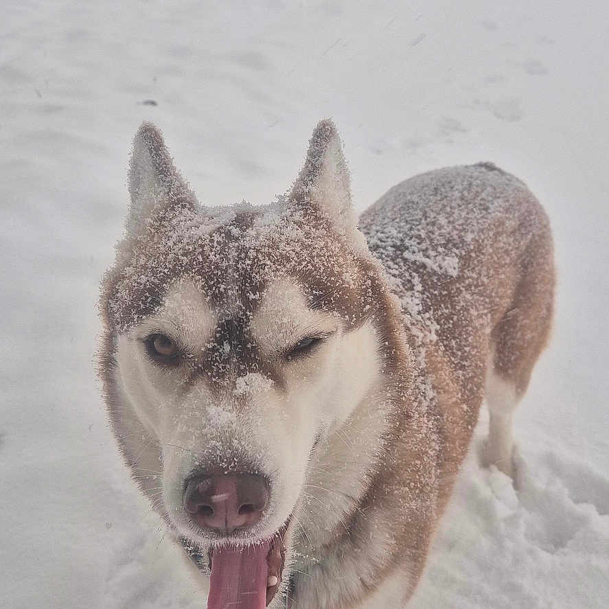 Lounna a rejoint le concours — aidez-le/la à gagner de superbes lots ! animal, blizzard, bodypart, canine, dog, eskimodog, face, head, husky, mouth, nature, outdoors, person, pet, photography, portrait, puppy, snow, storm, winter
