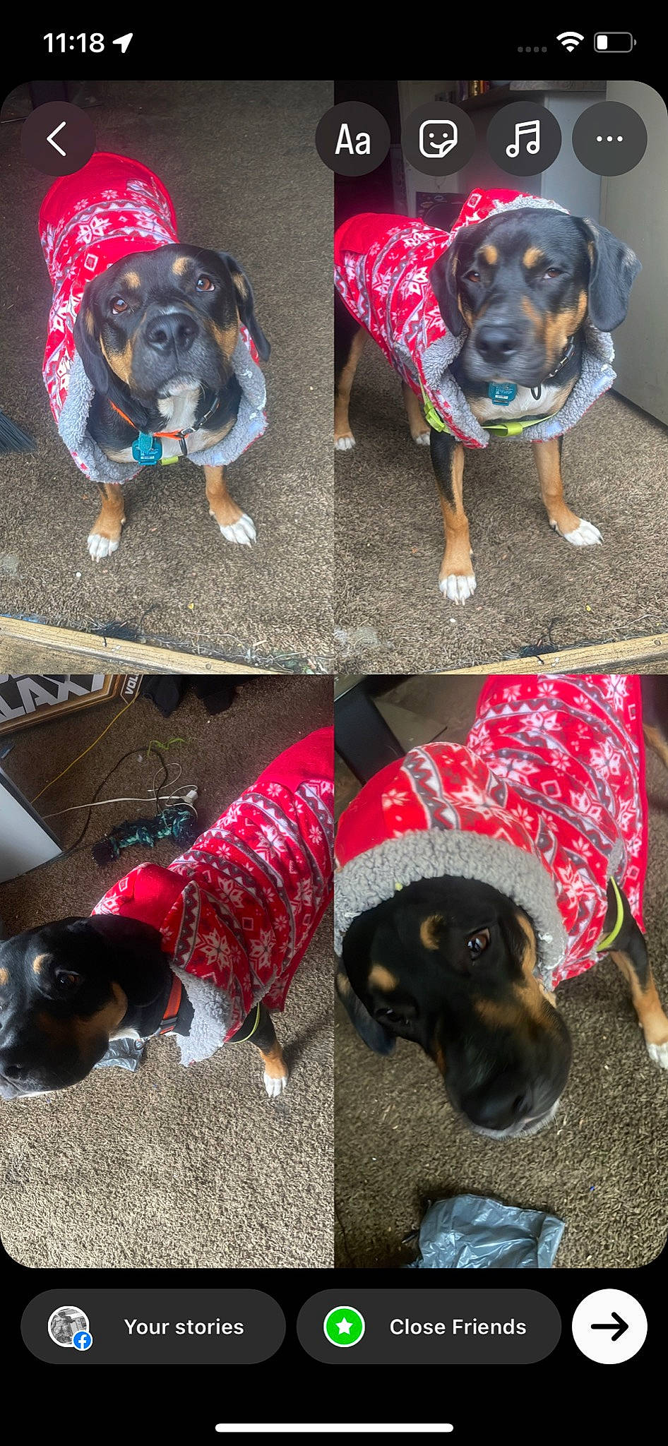 Bandit is registered to the contest to win money with this photo: carnivore, collar, companion_dog, cool, dog, dog_breed, dog_clothes, dog_collar, dog_supply, fashion_accessory, fawn, mammal, pet_supply, photograph, pink, sleeve, snout, sporting_group, vertebrate, working_animal