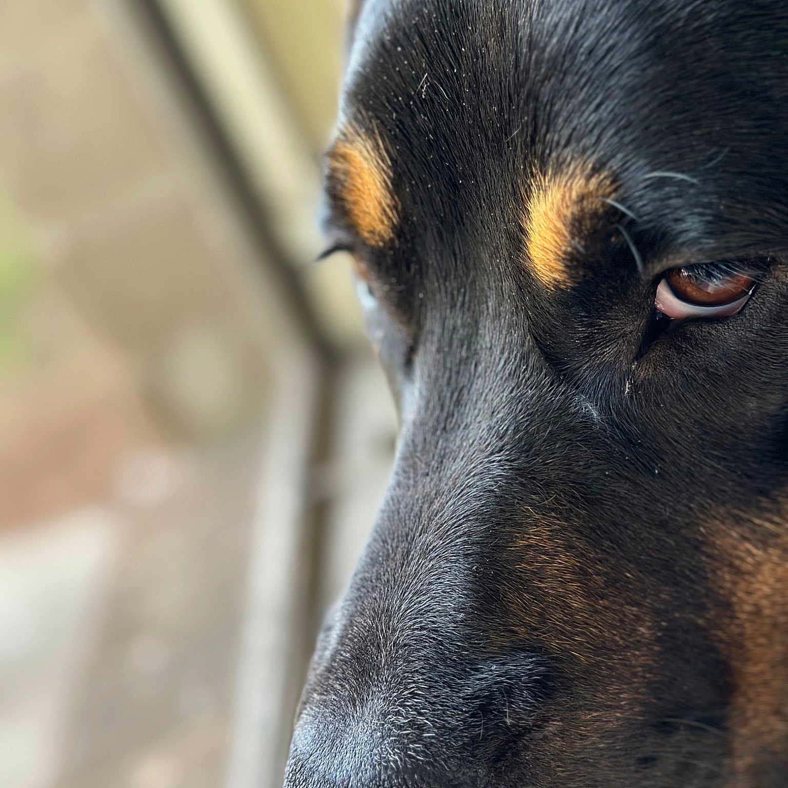 Bandit