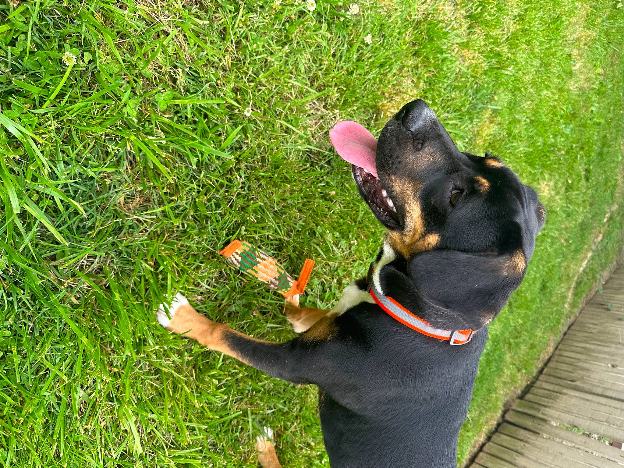 Bandit is registered to the contest to win money with this photo: canidae, carnivore, collar, companion_dog, dog, dog_breed, dog_collar, fashion_accessory, grass, groundcover, guard_dog, lawn, people_in_nature, pet_supply, pinscher, plant, snout, sporting_group, toy_dog, working_animal