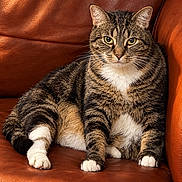 Hurrem is registered to the contest to win money with this photo: cat, tabby, pet, animal, feline, sitting, portrait, indoors, leather_chair, furniture, brown, striped, white_chest, white_paws, green_eyes, whiskers, ears, cozy, living_room, closeup