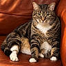 cat, tabby, pet, animal, feline, sitting, portrait, indoors, leather_chair, furniture, brown, striped, white_chest, white_paws, green_eyes, whiskers, ears, cozy, living_room, closeup