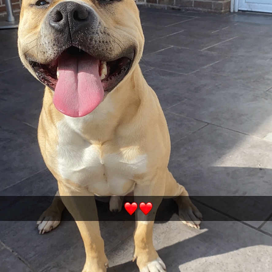 Usko participe au concours pour gagner de l'argent avec cette photo : accessories, animal, bodypart, boxer, brick, bulldog, canine, dog, frenchbulldog, indoors, interiordesign, labradorretriever, leash, mouth, person, pet, pitbull, snout, strap, whitedog