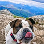 adventure, animal, brown_and_white, bulldog, close_up, cloudy_sky, collar, curious, dog, landscape, leash, mountains, nature, outdoor, pet, playful, rocky_terrain, tag, tongue, walking
