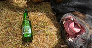 Salem a rejoint le concours — aidez-le/la à gagner de superbes lots ! dog, grass, outdoor, bottle, tongue, mouth, shadow, playful, black_dog, sunlight, dry_grass, animal, pet, relaxing, open_mouth, chair_leg, summer, happy, canine, nature