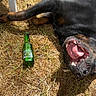 dog, grass, outdoor, bottle, tongue, mouth, shadow, playful, black_dog, sunlight, dry_grass, animal, pet, relaxing, open_mouth, chair_leg, summer, happy, canine, nature