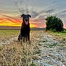 Salem a rejoint le concours — aidez-le/la à gagner de superbes lots ! dog, black_dog, sunset, sky, clouds, grass, field, path, nature, outdoor, animal, canine, happy, tongue_out, tree, bush, landscape, evening, rural, scenic
