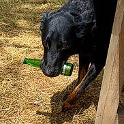 Salem participe au concours pour gagner de l'argent avec cette photo : dog, black_dog, green_bottle, wooden_table, grass, outdoor, sunlight, shadow, animal, pet, sniffing, nature, daylight, playful, canine, grass_field, wood, bottle_in_mouth, curious, quiet