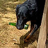 dog, black_dog, green_bottle, wooden_table, grass, outdoor, sunlight, shadow, animal, pet, sniffing, nature, daylight, playful, canine, grass_field, wood, bottle_in_mouth, curious, quiet