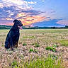 Salem a rejoint le concours — aidez-le/la à gagner de superbes lots ! dog, black_dog, field, grass, sunset, sky, clouds, nature, outdoor, animal, tongue_out, happy, sitting, landscape, greenery, scenic, pasture, pet, canine, peaceful