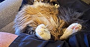 Foxy Soxy joined the competition — help win amazing prizes! cat, fluffy, pet, animal, lap, relaxing, indoor, furniture, couch, human_leg, clothing, footwear, cozy, living_room, fur, paw, pink_nose, resting, cute, domestic