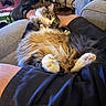 cat, fluffy, pet, animal, lap, relaxing, indoor, furniture, couch, human_leg, clothing, footwear, cozy, living_room, fur, paw, pink_nose, resting, cute, domestic