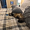 Foxy Soxy is registered to the contest to win money with this photo: cat, bed, pillow, blanket, toy, bedroom, furniture, indoor, pet, fluffy, cozy, resting, domestic_animal, sleeping, fur, headboard, lamp, wall_art, door, floor
