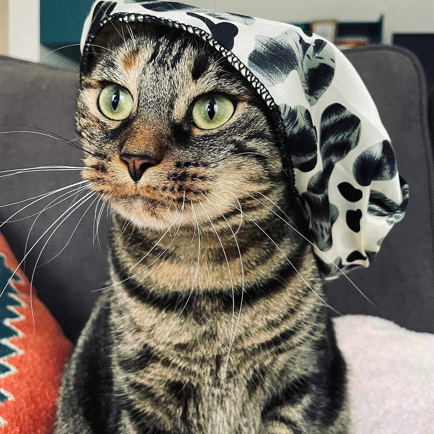 Lili a rejoint le concours — aidez-le/la à gagner de superbes lots ! abyssinian, animal, architecture, blanket, cap, cat, clothing, couch, cushion, furniture, hat, homedecor, hood, hoodie, kitten, knitwear, manx, pet, sweater, sweatshirt