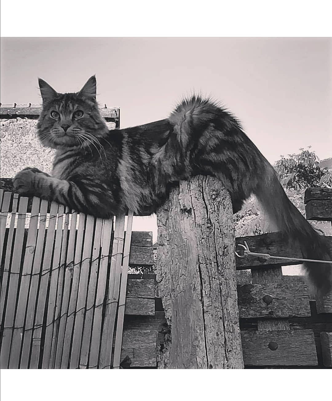 Rocket a rejoint le concours — aidez-le/la à gagner de superbes lots ! asian, black_and_white, black_cat, carnivore, cat, domestic_short_haired_cat, eye, felidae, maine_coon, monochrome, monochrome_photography, norwegian_forest_cat, photography, small_to_medium_sized_cats, snapshot, stock_photography, tabby_cat, tree, whiskers, white