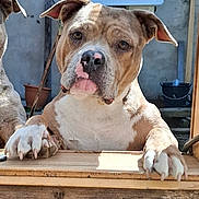 Tahiti a rejoint le concours — aidez-le/la à gagner de superbes lots ! animal, background, brown, closeup, curious, daylight, dog, ears, face, fence, looking, nose, outdoor, paws, pet, pitbull, two_dogs, white, window, wooden_ledge