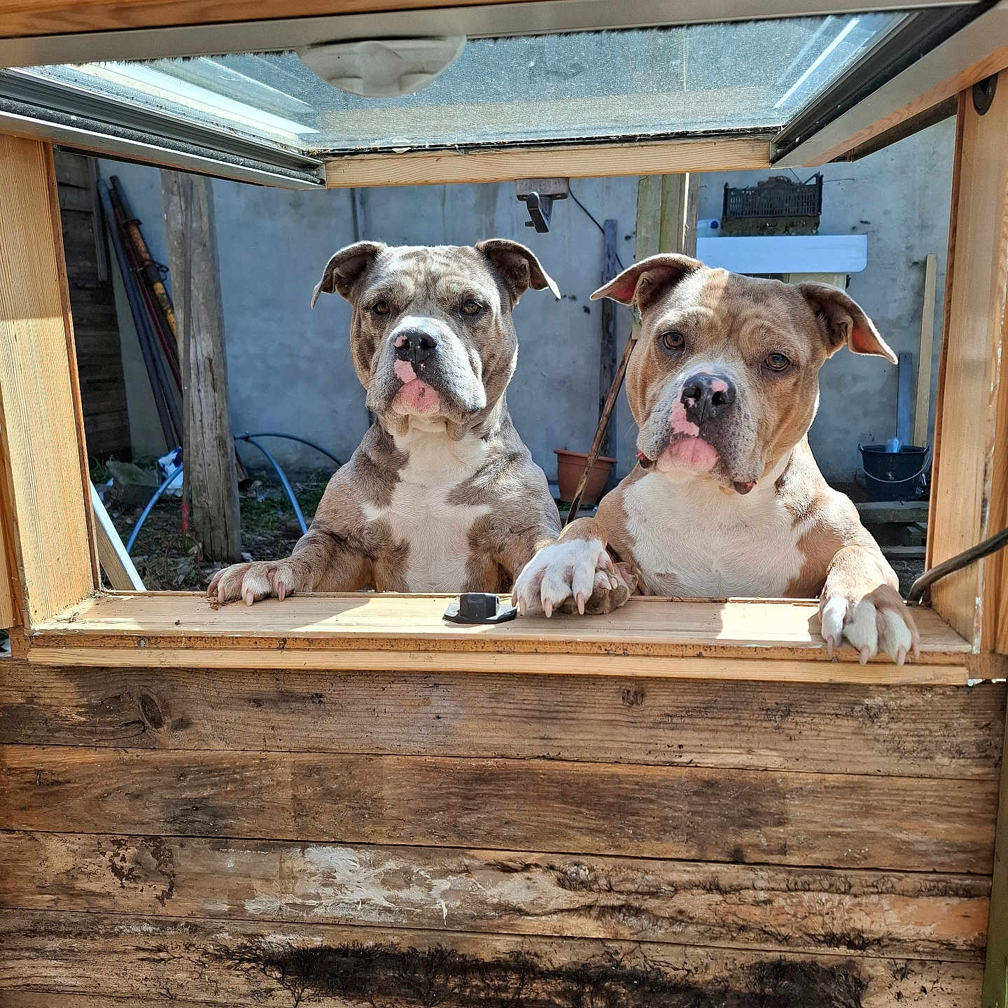 Tequila Et Tahiti participe au concours pour gagner de l'argent avec cette photo : animal, brown, canine, companions, curious, dog, expression, fence, looking, nature, outdoor, paws, pets, playful, sunlight, two_dogs, white, window, wooden_frame, yard