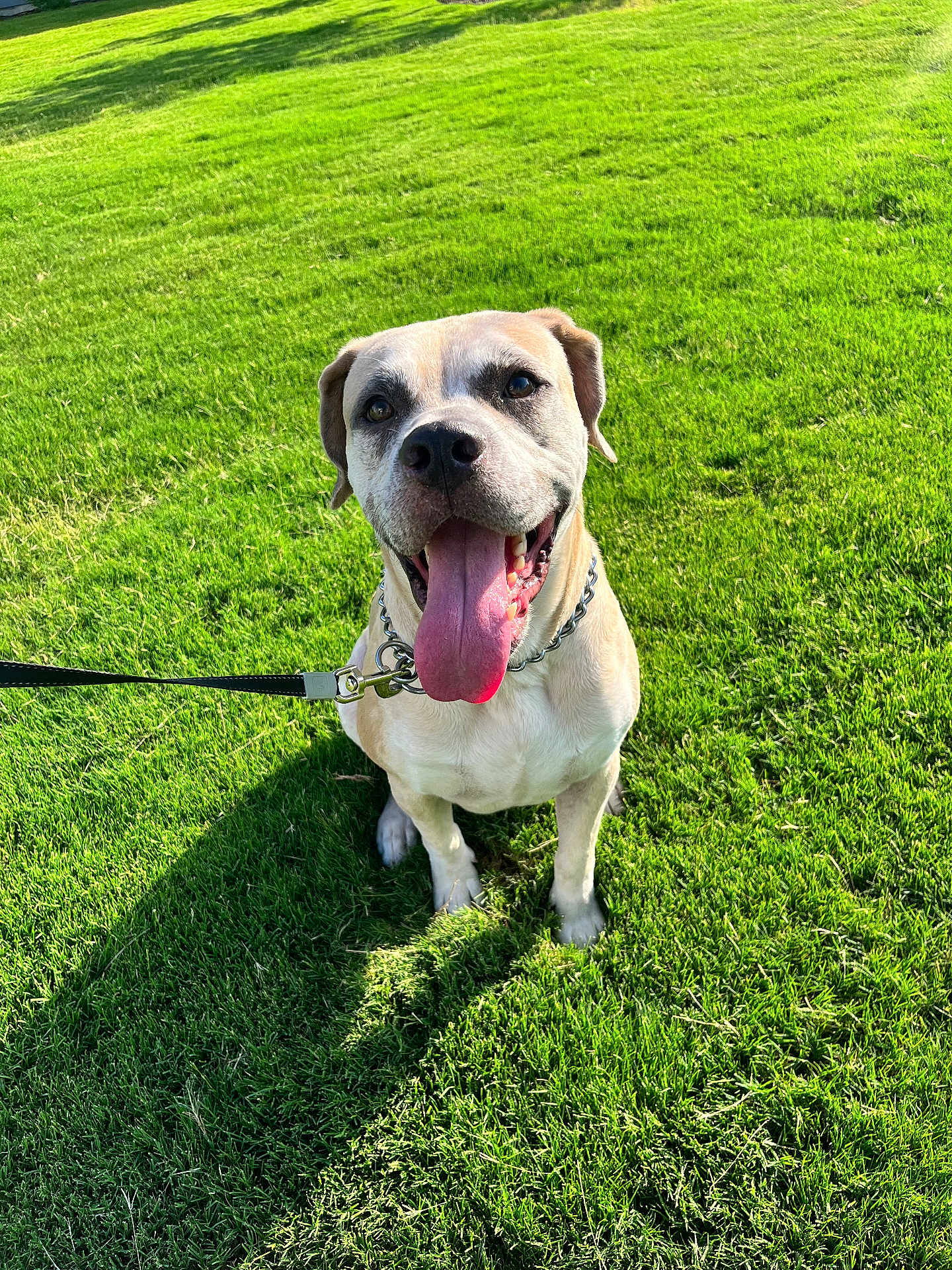 Uncle Joey joined the competition — help win amazing prizes! canine, chain_collar, close_up, collar, dog, grass, green_lawn, happy, leash, muscular, outdoor, panting, pet, playful, portrait, shadow, short_hair, sitting, sunny, tongue_out