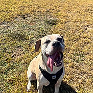 Uncle Joey joined the competition — help win amazing prizes! brown_grass, canine, closeup, daylight, dog, grass, happy, harness, outdoor, panting, park, paws, pet, pitbull, portrait, shadow, sitting, smile, sunny, tongue_out