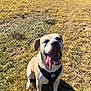 brown_grass, canine, closeup, daylight, dog, grass, happy, harness, outdoor, panting, park, paws, pet, pitbull, portrait, shadow, sitting, smile, sunny, tongue_out