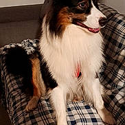 Usko participe au concours pour gagner de l'argent avec cette photo : australian_shepherd, black_white_brown, blanket, companion_animal, couch, cozy, dog, fluffy, happy, home, indoors, long_hair, open_mouth, pet, plaid, portrait, sitting, smiling, sofa, tricolor