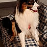 australian_shepherd, black_white_brown, blanket, companion_animal, couch, cozy, dog, fluffy, happy, home, indoors, long_hair, open_mouth, pet, plaid, portrait, sitting, smiling, sofa, tricolor