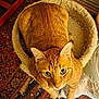 cat, ginger_cat, pet, animal, fur, bed, cozy, indoor, looking_up, curious, whiskers, ears, eyes, floor, rug, fabric, home, cute, feline, resting