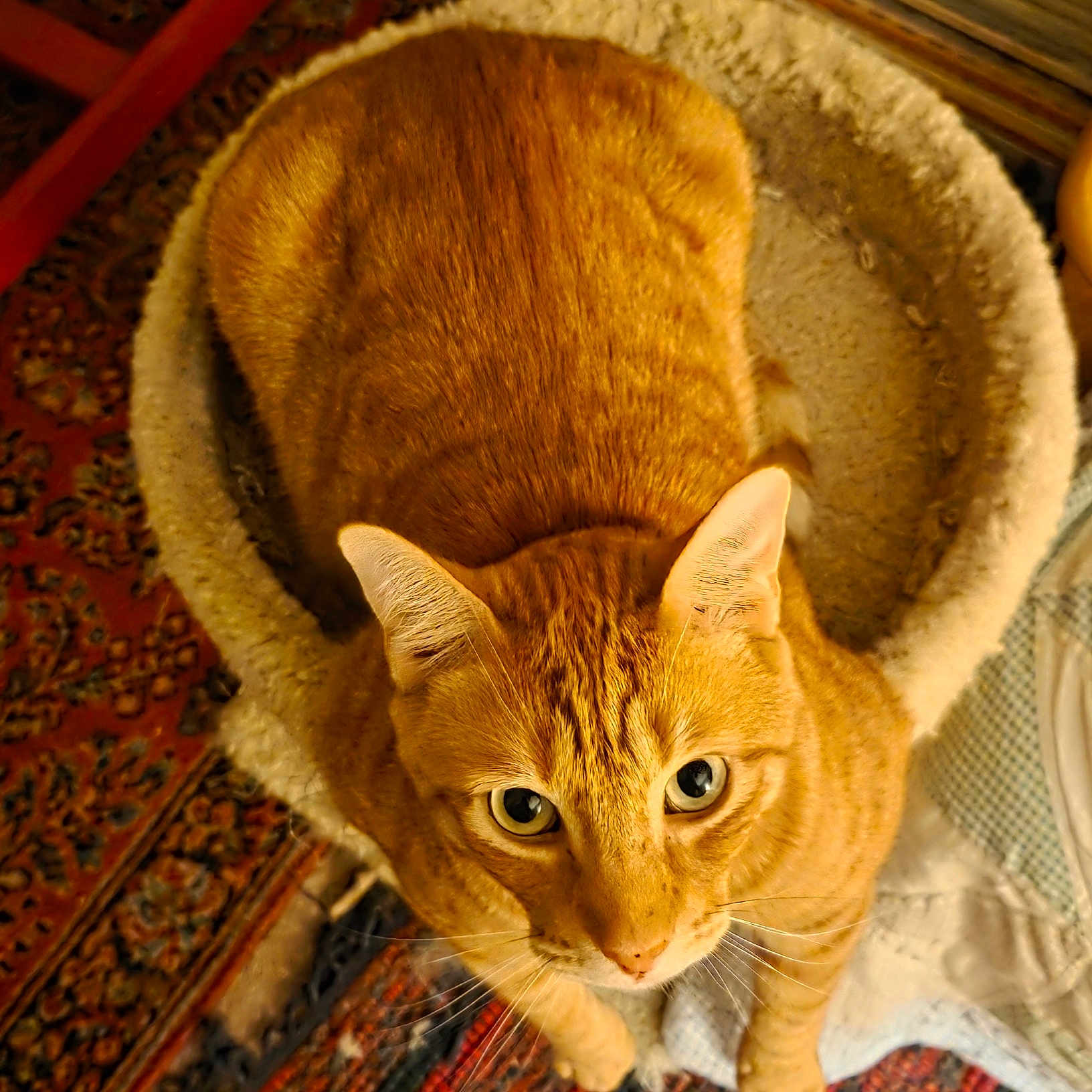Hemingway is registered to the contest to win money with this photo: animal, bed, cat, cozy, curious, cute, ears, eyes, fabric, feline, floor, fur, ginger_cat, home, indoor, looking_up, pet, resting, rug, whiskers
