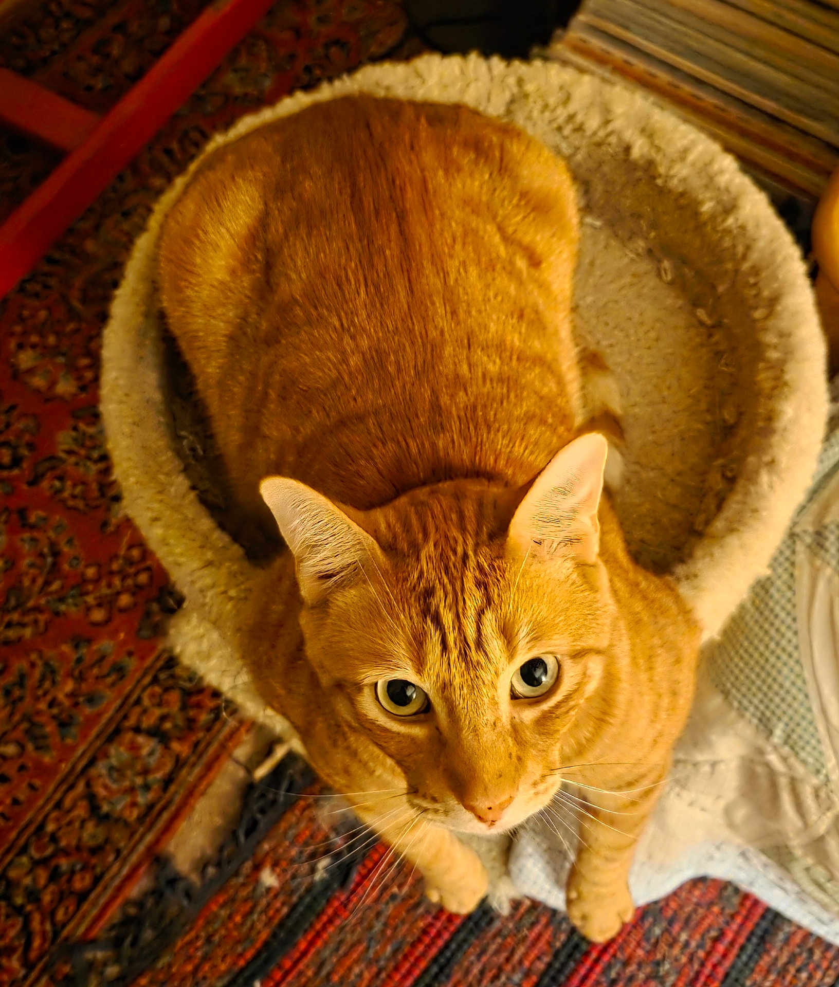 Hemingway is registered to the contest to win money with this photo: cat, ginger_cat, pet, animal, fur, bed, cozy, indoor, looking_up, curious, whiskers, ears, eyes, floor, rug, fabric, home, cute, feline, resting