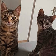 Sydney Et Zoé a rejoint le concours — aidez-le/la à gagner de superbes lots ! cat, tabby, pet, animal, indoor, curious, sitting, ears, whiskers, fur, two_animals, gray_surface, door, wall, cute, domestic_cat, feline, looking, young_cat, companions