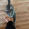 animal, barefoot, cat, claw, curious, domestic_animal, feline, floor, gray_cat, home, indoor, interaction, looking_up, pant_leg, person, pet, playful, tail, whiskers, wooden_floor
