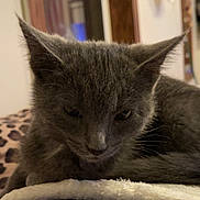 Karev joined the competition — help win amazing prizes! animal, blanket, cat, close_up, cozy, cute, domestic_cat, ears, fur, furniture, gray_fur, indoor, kitten, pet, resting, sleepy, soft_texture, whiskers, window, young_cat