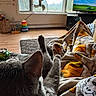 Karev joined the competition — help win amazing prizes! blanket, can, cat, cozy, daylight, fan, furniture, gray_cat, home, indoor, living_room, patterned_blanket, pet, relaxing, rug, soda_can, stretching, television, window, wood_floor