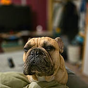 Larry joined the competition — help win amazing prizes! dog, french_bulldog, pet, close_up, sleepy, indoors, blanket, resting, face, wrinkles, snout, fur, companion, cute, animal, domestic, relaxed, portrait, canine, brown