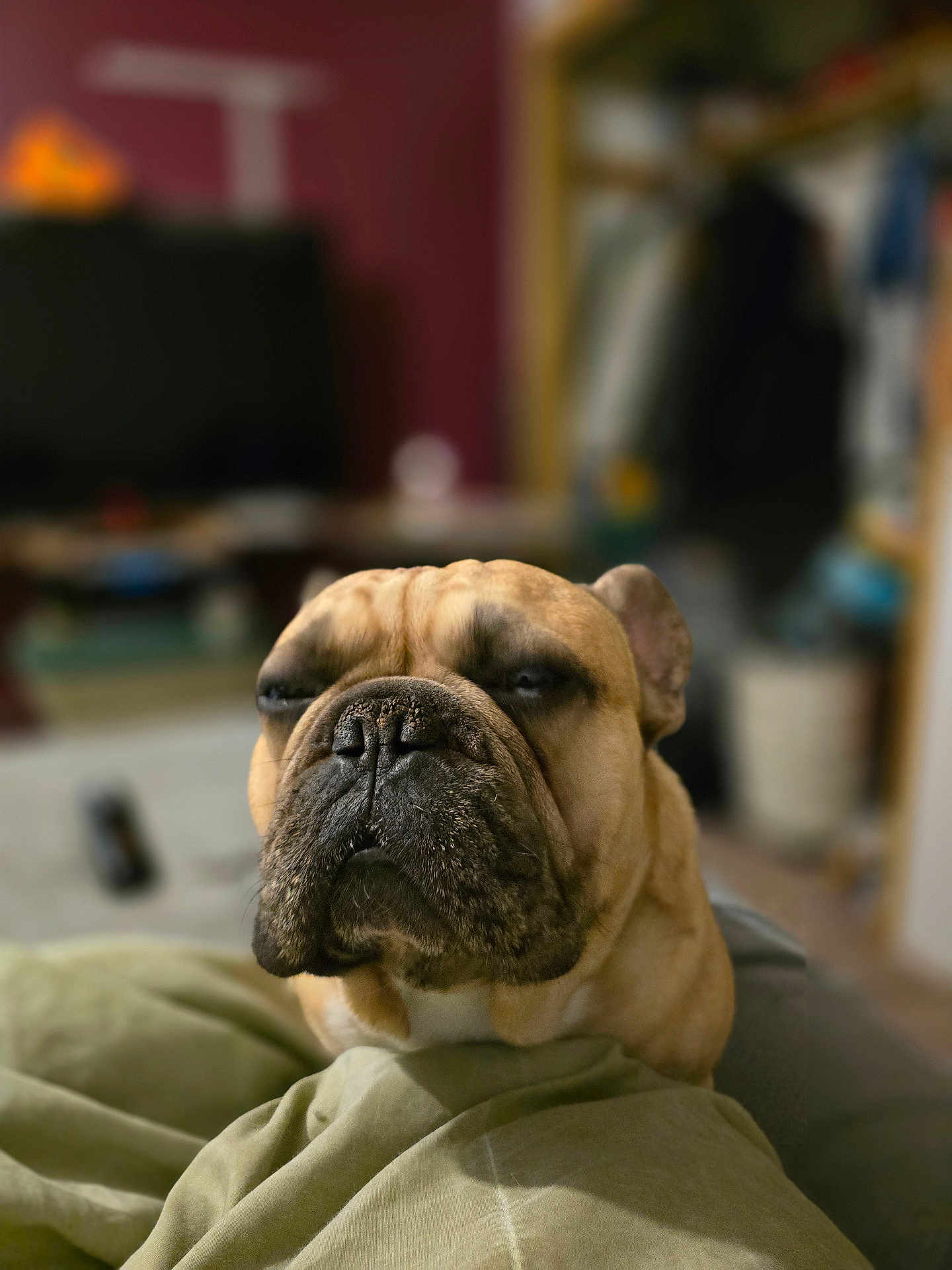 Larry joined the competition — help win amazing prizes! dog, french_bulldog, pet, close_up, sleepy, indoors, blanket, resting, face, wrinkles, snout, fur, companion, cute, animal, domestic, relaxed, portrait, canine, brown