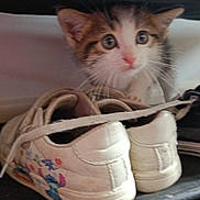 Bandit a rejoint le concours — aidez-le/la à gagner de superbes lots ! cat, kitten, animal, pet, face, eyes, whiskers, ears, fur, tabby, white_fur, brown_fur, pink_nose, shoes, footwear, bag, indoor, close_up, cute, curious